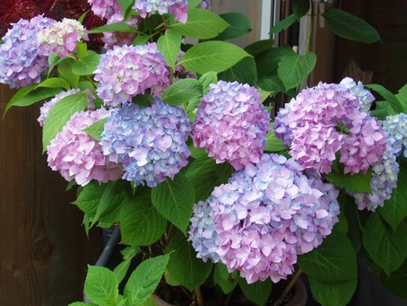 Hortensias  Diebolsheim, en alsace